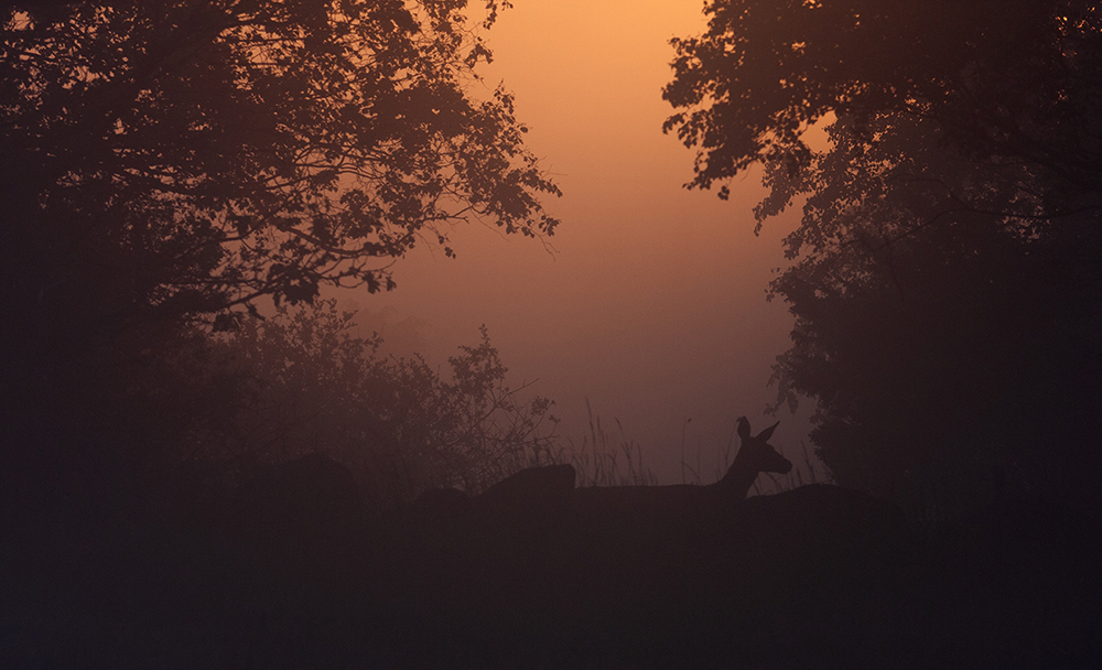 Red Deer - Cervus elaphus