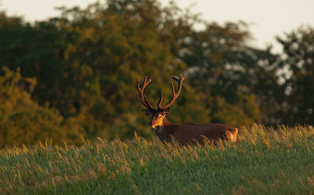 Red Deer - Cervus elaphus