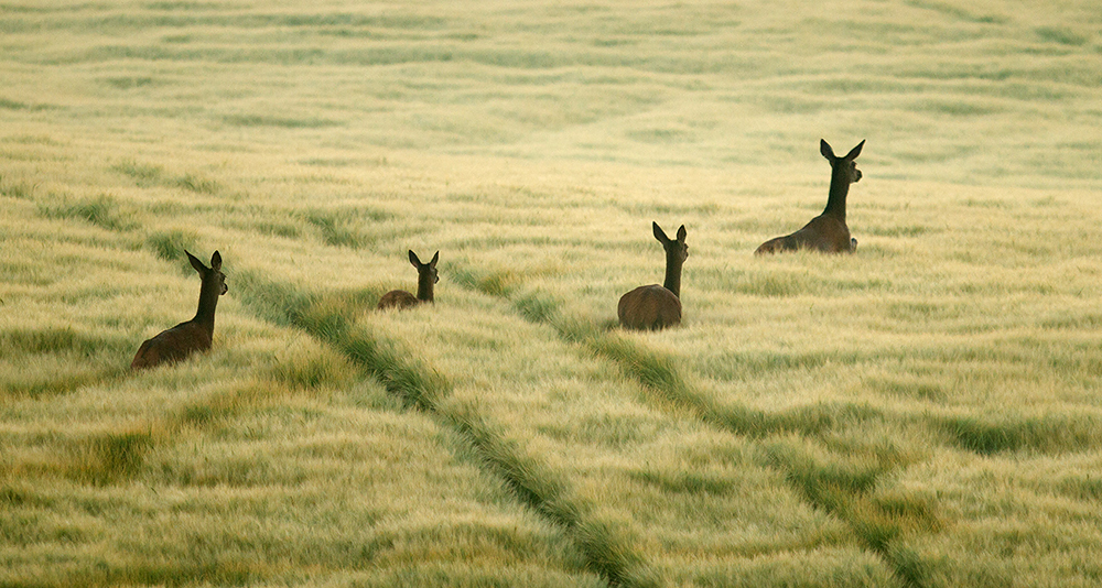 Red Deer - Cervus elaphus
