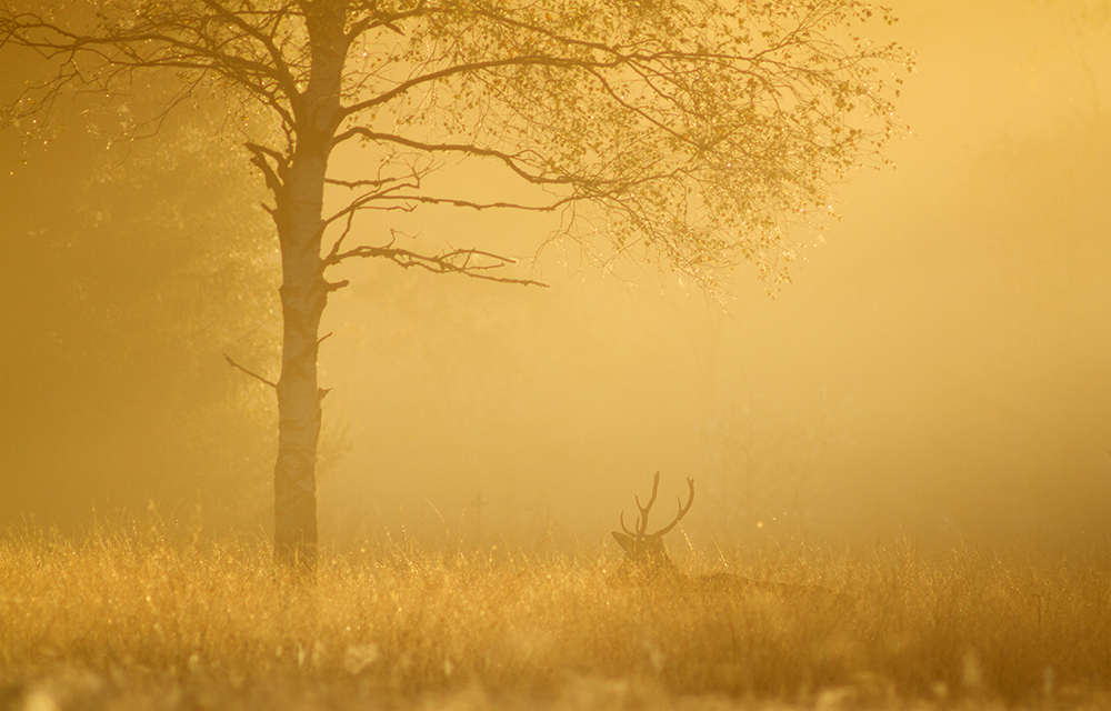 Red Deer - Cervus elaphus