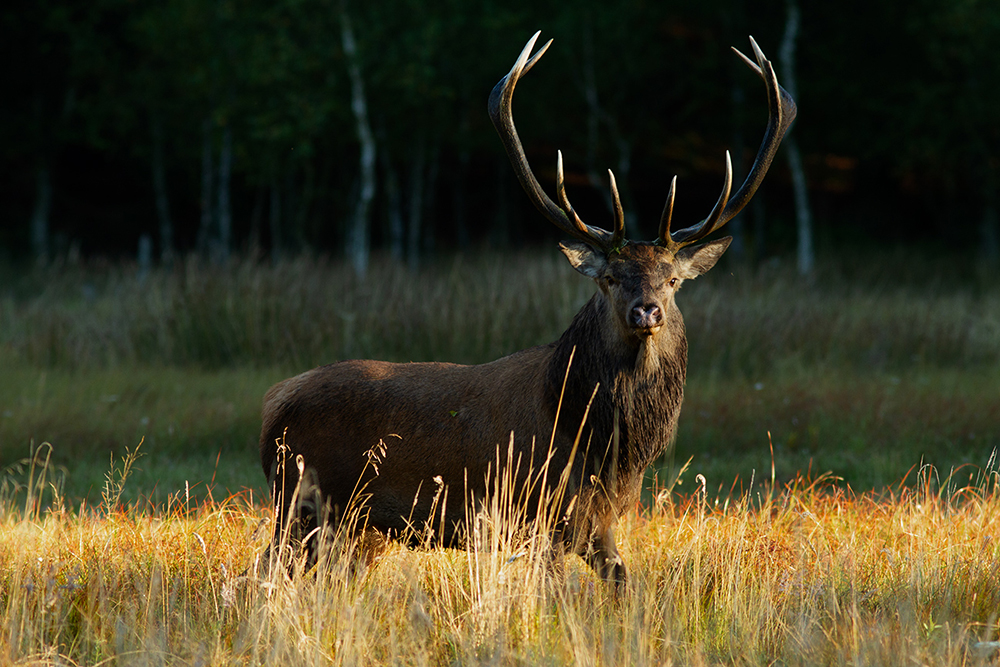 Red Deer - Cervus elaphus