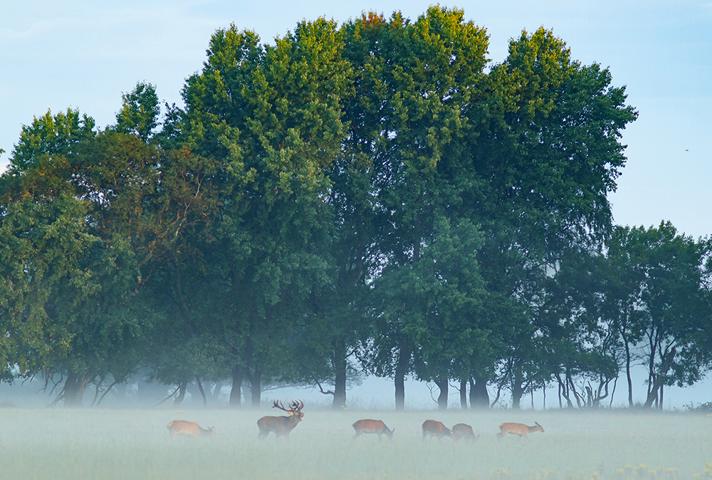 Red Deer - Cervus elaphus