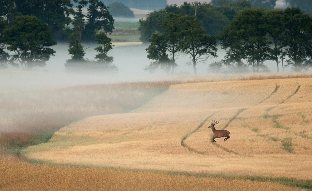Red Deer - Cervus elaphus