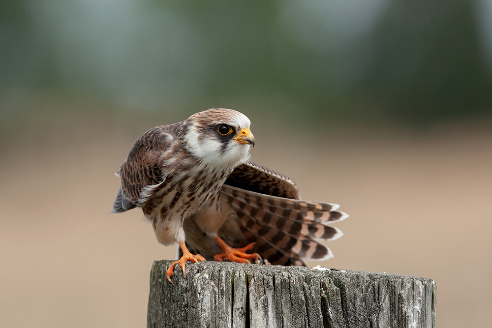 Red-footed Falcon - Falco vespertinus