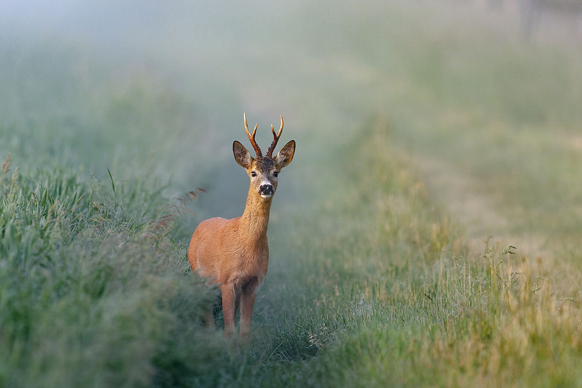 Roe Deer - Capreolus capreolus