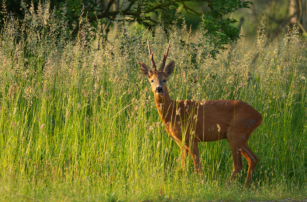 Roe Deer - Capreolus capreolus