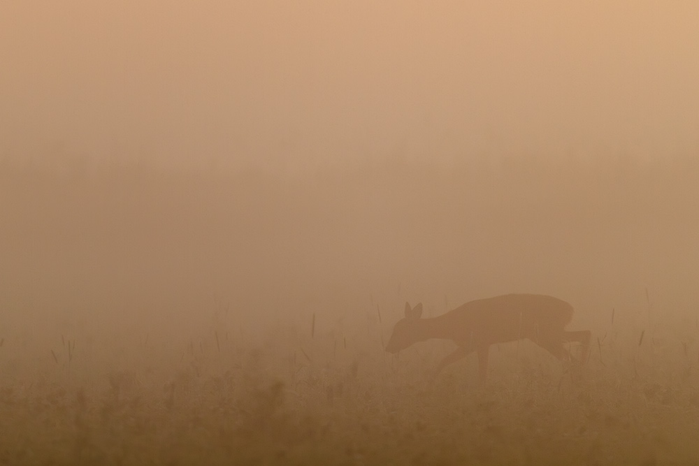 Roe Deer - Capreolus capreolus