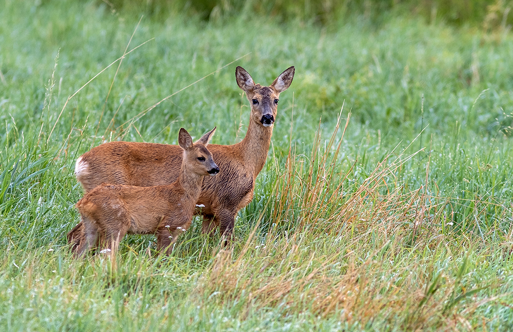 Roe Deer - Capreolus capreolus