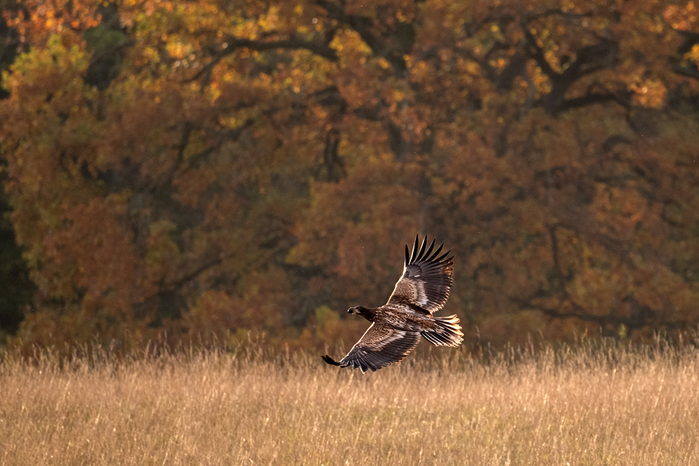 White-tailed Eagle - Haliaeetus albicilla