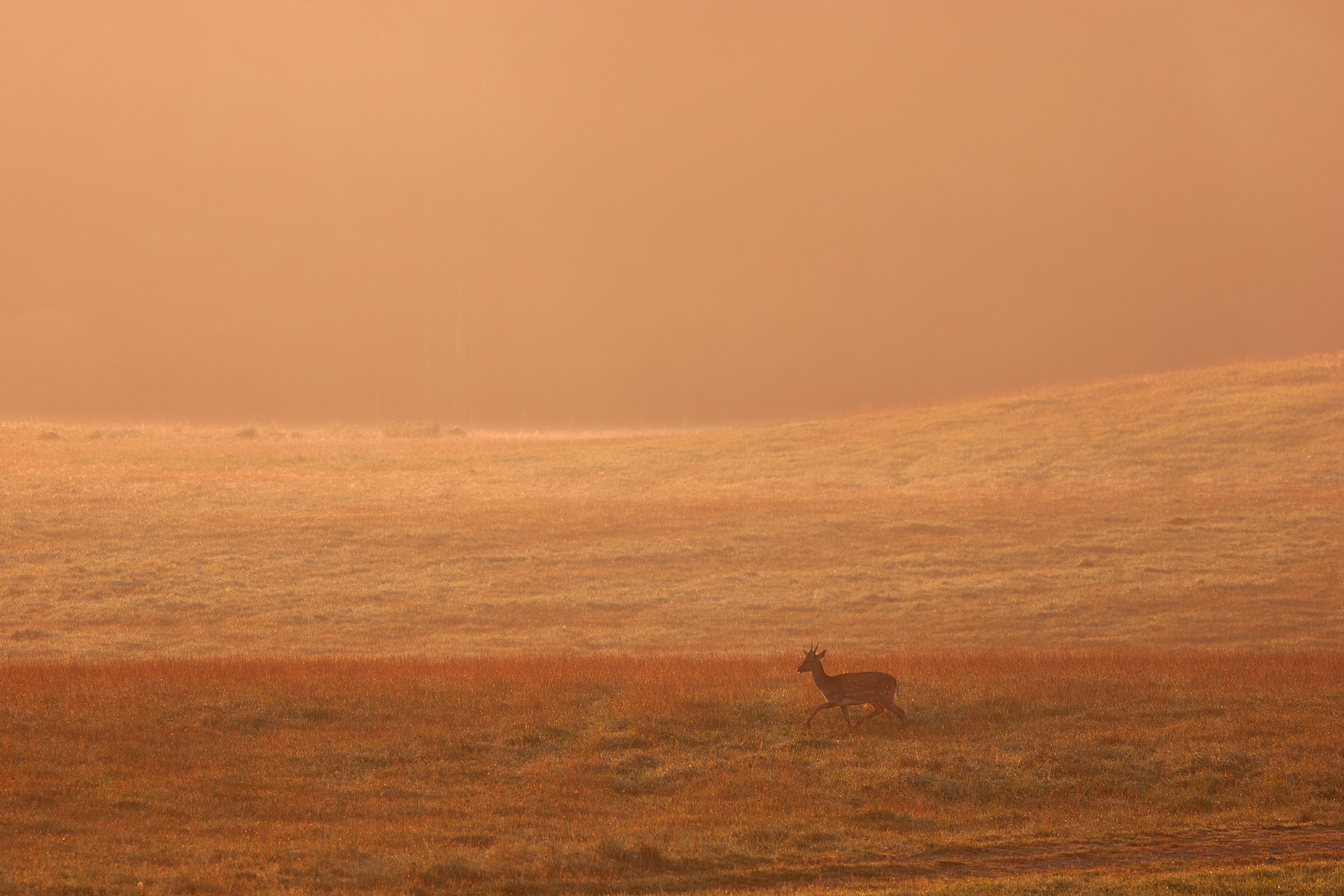 Wildlife Scenery