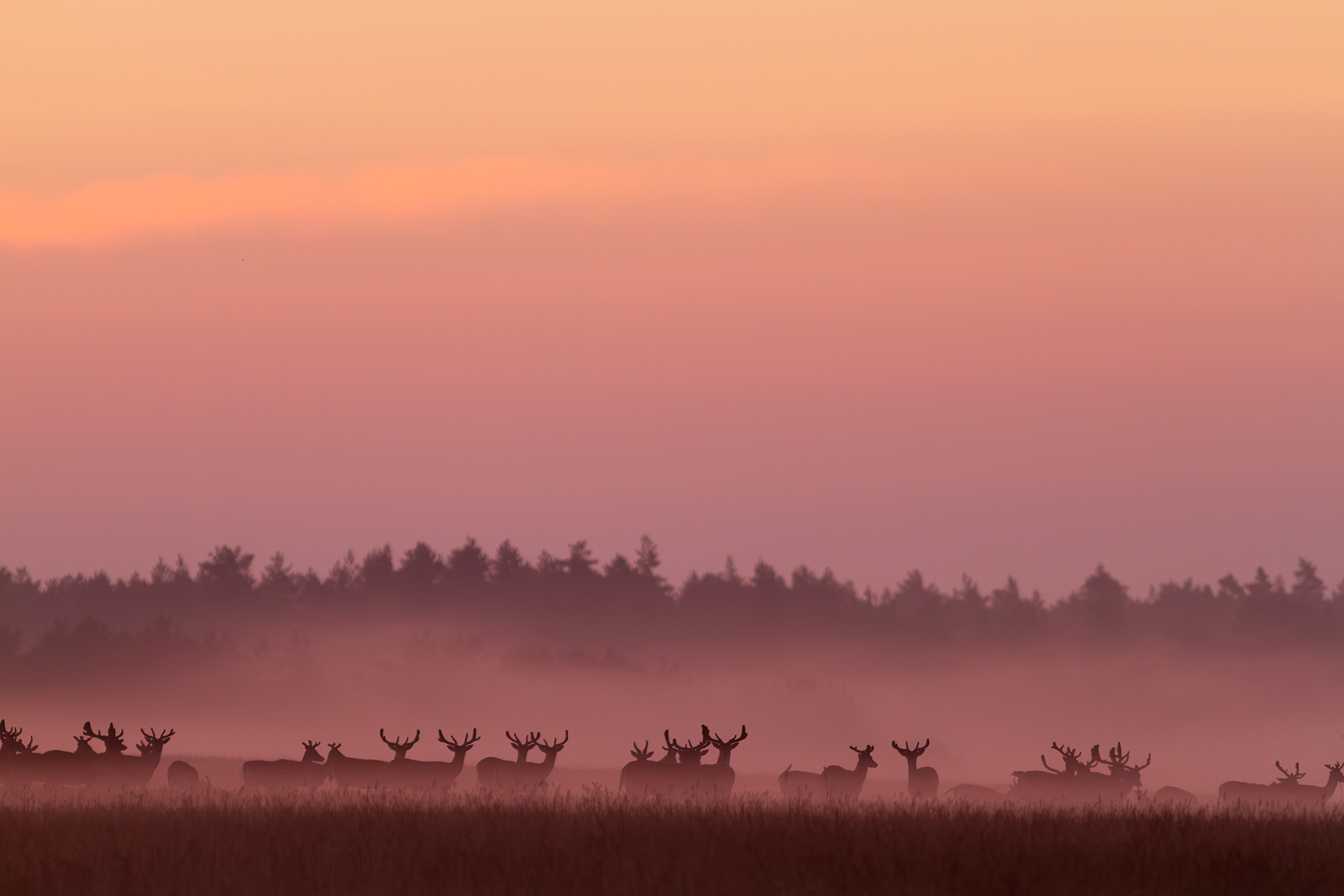 Dawn in the Meadow