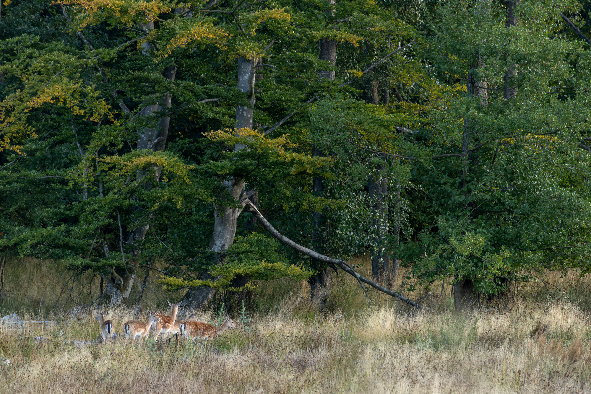 Fallow Deer - Dama dama