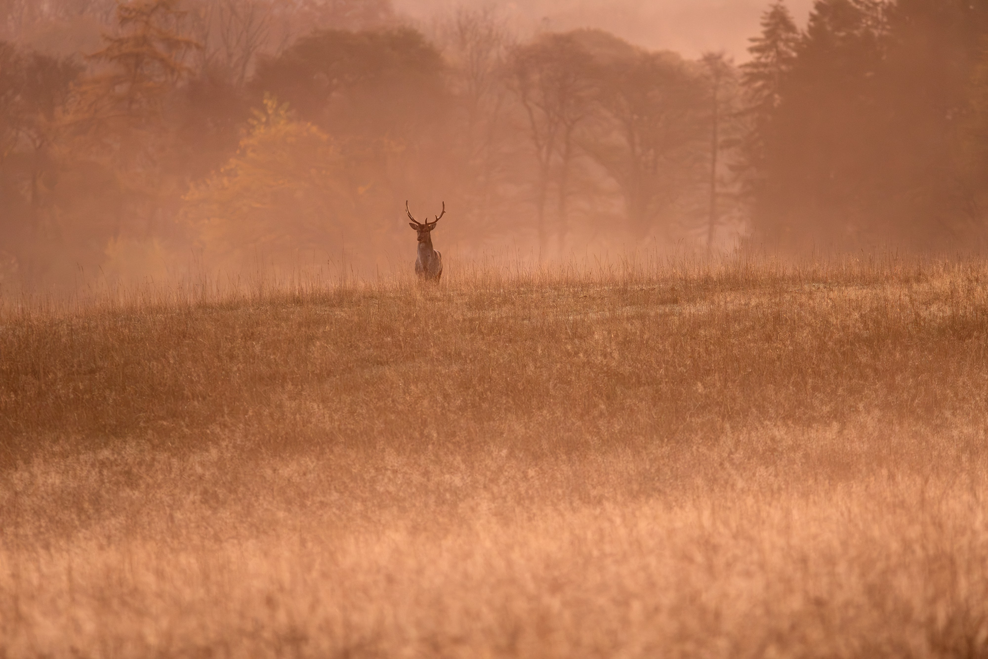 Fallow Deer - Dama dama