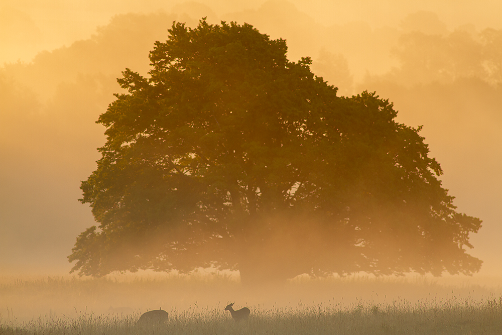 Fallow Deer - Dama dama